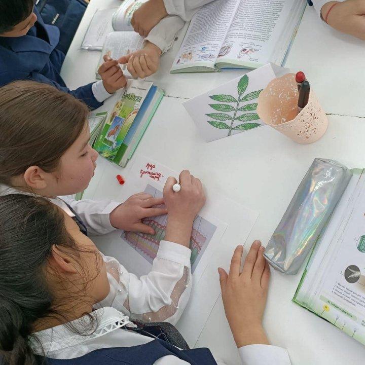 Жапырақтың құрылысы мен қызметі